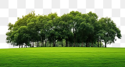 PNG Landscape outdoors nature plant.