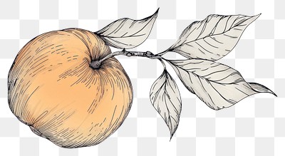 PNG Peach drawing illustrated produce.