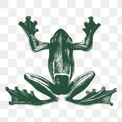 Green frog png sticker, vintage | Free PNG - rawpixel