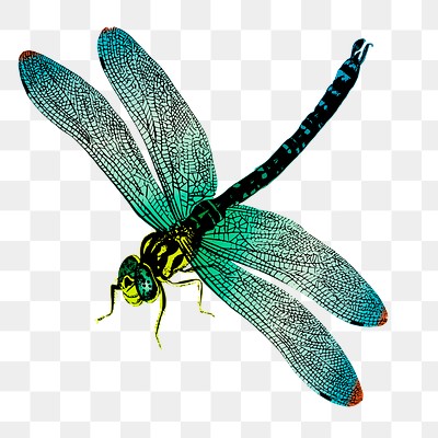 Green dragonfly png sticker animal | Free PNG - rawpixel