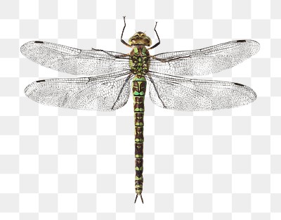 Dragonfly png sticker, vintage artwork, | Premium PNG - rawpixel