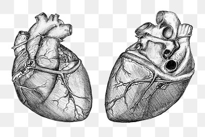 Realistic hearts png sticker, medical illustration, transparent background