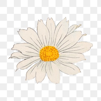 Marguerite flower png sticker, Japanese | Premium PNG - rawpixel