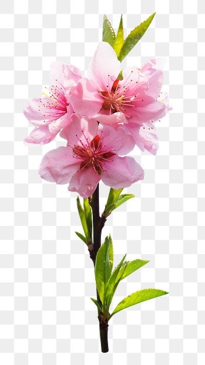 Peach blossom png sticker, transparent background