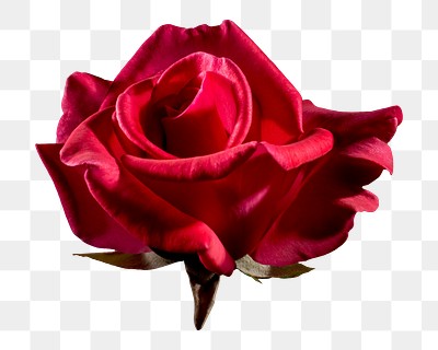 Red rose png sticker, transparent background