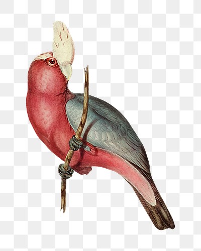 Rose-breasted Cockatoo png bird sticker, transparent background