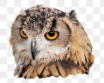 Brown owl png sticker, transparent background