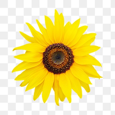 Sunflower png collage element, transparent | Free PNG - rawpixel