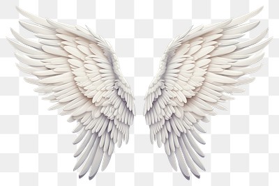 PNG Angel bird archangel feather. | Premium PNG - rawpixel