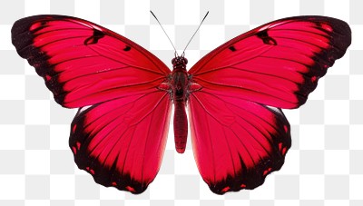 PNG  Butterfly animal insect invertebrate. 