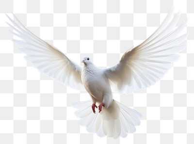 PNG Animal flying white bird