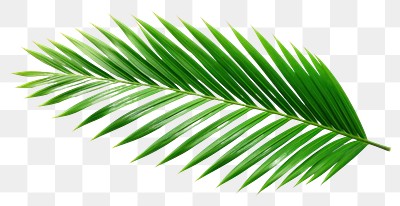 PNG Plant green leaf tree. | Free PNG - rawpixel