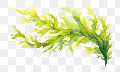 PNG Seaweed plant freshness vegetable | Premium PNG - rawpixel