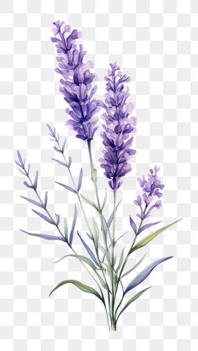 PNG Lavender blossom flower plant | Premium PNG - rawpixel