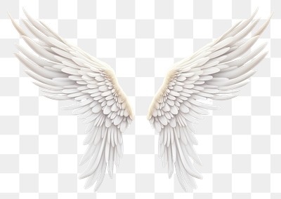 PNG Angel bird wing transparent | Premium PNG - rawpixel