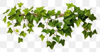 PNG Ivy plant leaf vine | Premium PNG - rawpixel