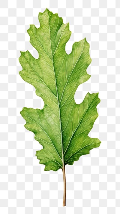 PNG White oak leaf plant green tree. 