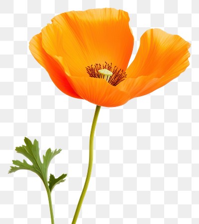 PNG California Poppy poppy flower petal. 