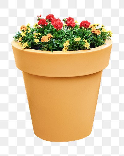 Potted geranium png sticker, transparent background