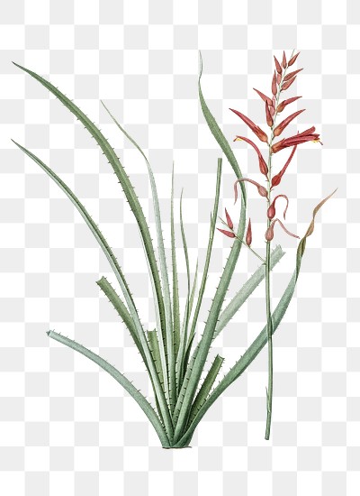 Pitcairnia angustifolia png sticker, vintage botanical illustration, transparent background