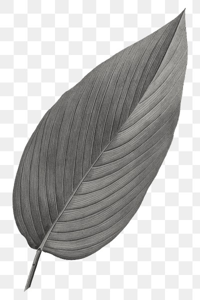 PNG vintage gray leaf, transparent background