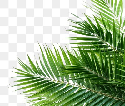 Coconut palm leaves left corner | Premium PNG - rawpixel