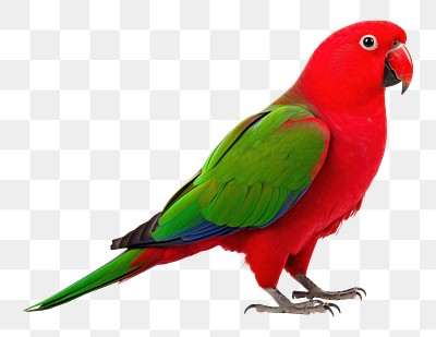 PNG Eclectus parrot animal bird white background. 