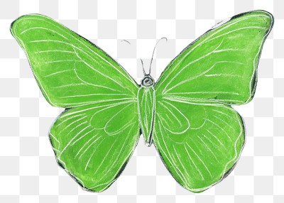 PNG Butterfly insect sketch chalk. 