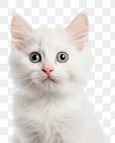 PNG A cute white stray kitten animal mammal pet. 