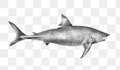 Basking Shark png vintage sticker, transparent background