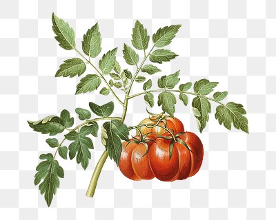 Tomato png watercolor illustration element, transparent background. Remixed from Maria Sibylla Merian artwork, by rawpixel.