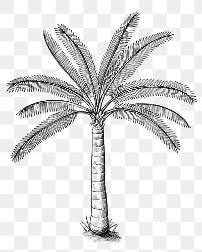 Hand drawn a palm tree | Free PNG Sticker - rawpixel