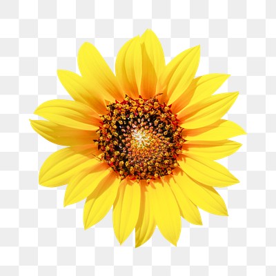 Sunflower png, flower clipart, transparent | Free PNG - rawpixel