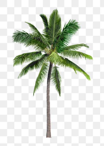 Palm tree png sticker, tropical | Free PNG - rawpixel