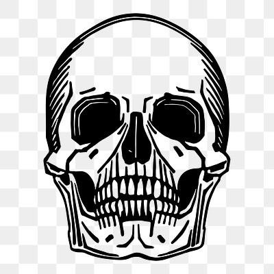 Skull png sticker, skeleton illustration, | Free PNG - rawpixel