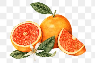 Hand drawn tangerine fruit sticker design element