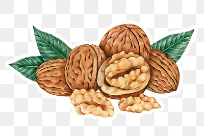 Hand darwn walnuts sticker with a white | Premium PNG Sticker - rawpixel