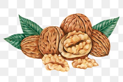 Hand darwn walnuts sticker design element