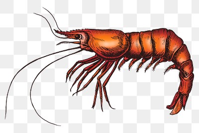 Colorful shrimp isolated transparent png | Premium PNG Sticker - rawpixel