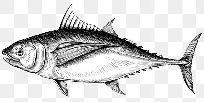 tuna fish clipart