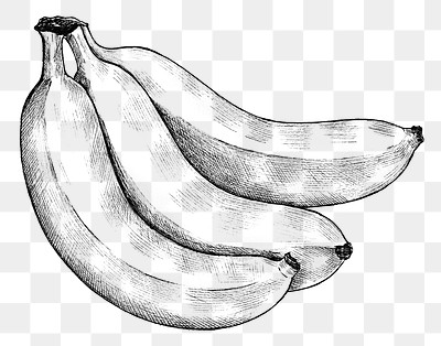 Three hand drawn fresh bananas transparent png