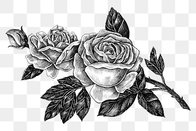 Hand drawn blooming rose design | Premium PNG Sticker - rawpixel