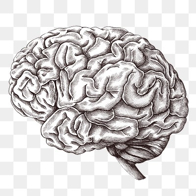 Hand drawn human brain design | Premium PNG Sticker - rawpixel