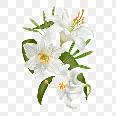 Illustration Lily flowers transparent png | Premium PNG Sticker - rawpixel