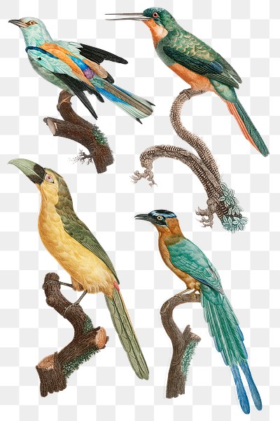Vintage bird png animal sticker | Free PNG - rawpixel