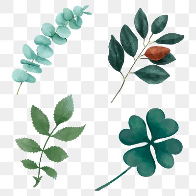 Sprigs sticker png watercolor illustration | Premium PNG - rawpixel