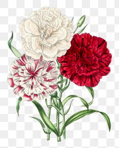 Hand drawn dianthus flowers design | Free PNG Sticker - rawpixel