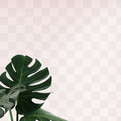 Green Monstera leaves png background | Free PNG - rawpixel