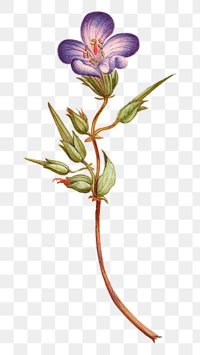 Wild geranium flower png botanical | Free PNG Sticker - rawpixel