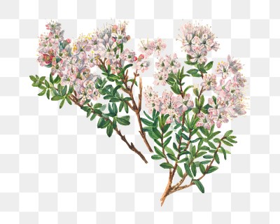 Hand drawn sand myrtle png floral illustration